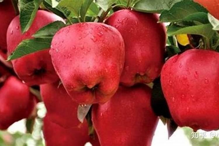 苹果二次膨大期如何施水溶肥 苹果二次膨大期施苹果水溶肥的方法