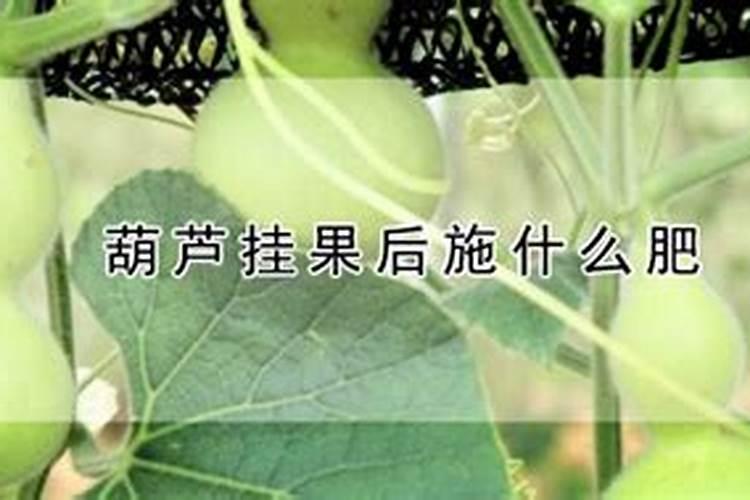 葫芦需要什么肥