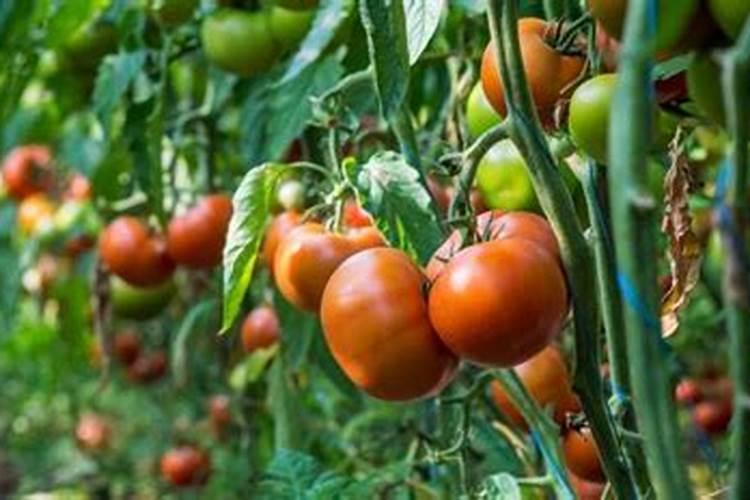 秋冬西红柿怎么管理