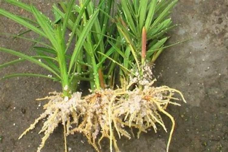 鱼蛋白放多了会烧根吗