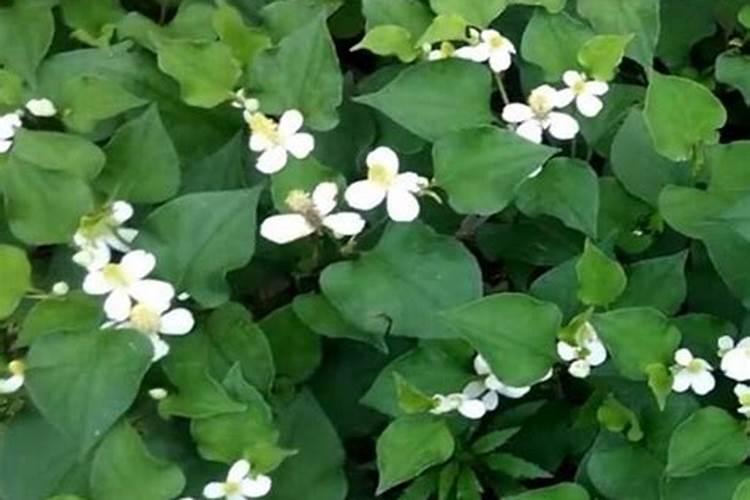 鱼腥草促生根用什么肥料最好？