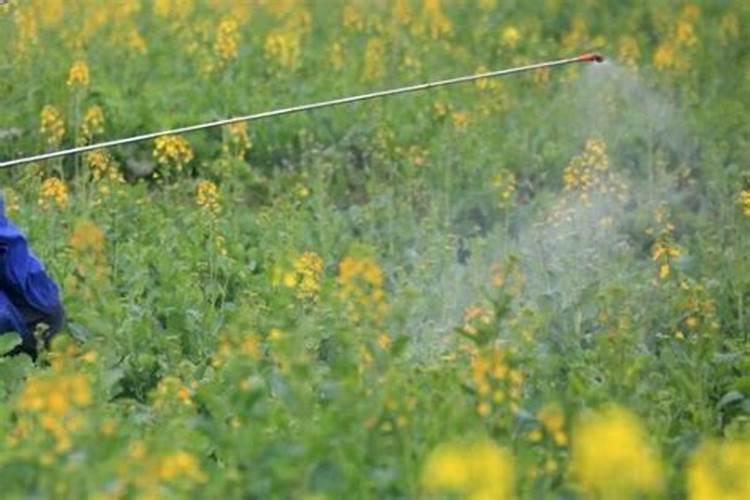 油菜喷打硼肥比例是多少合适？