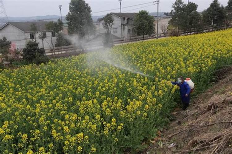 油菜抽苔期喷施硼肥选什么类型