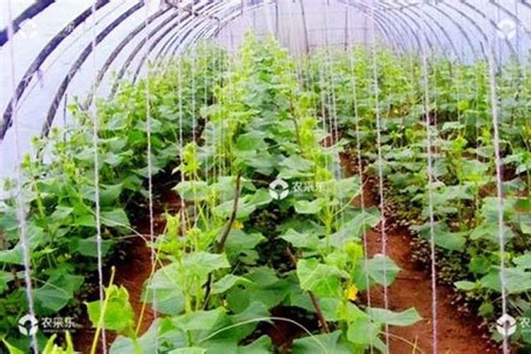 黄瓜,茄子徒长,结果很少,有什么办法？