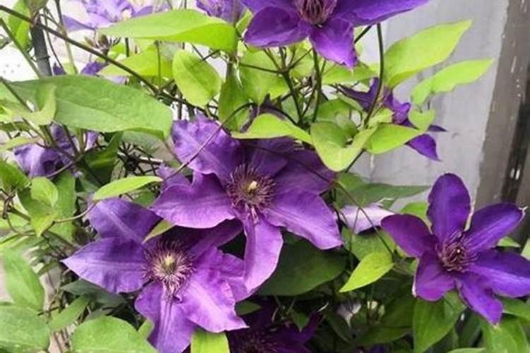 铁线莲多久喷一次叶面肥合适？