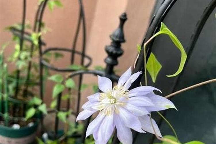 铁线莲开花颜色很淡怎么办