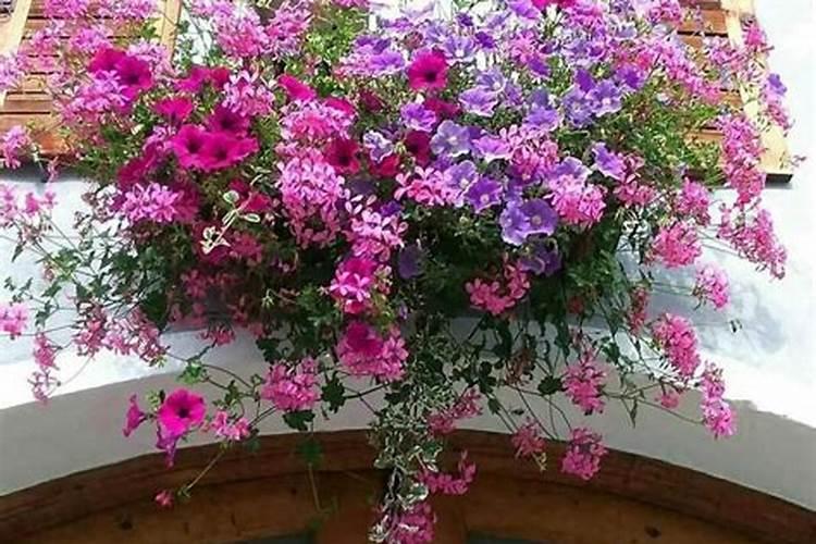 磷酸二氢钾的作用适合哪些花