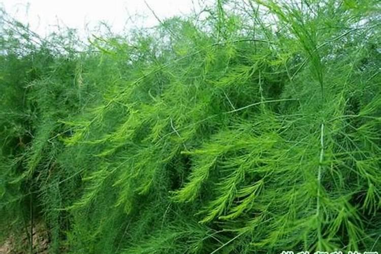 芦笋用氯化钾肥料好吗怎么用？