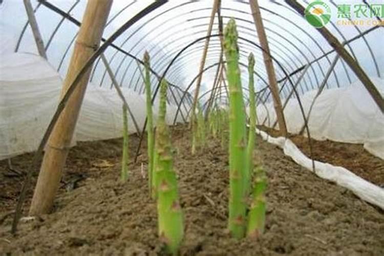 芦笋怎么种植高产