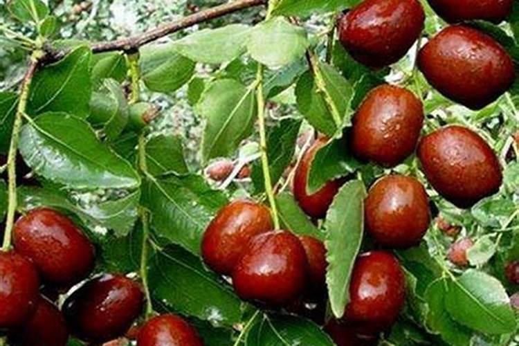 药材专用肥哪家合适施用？