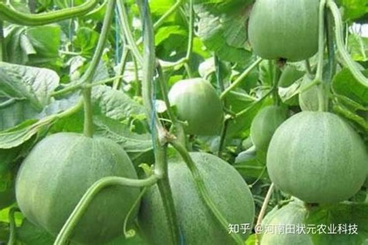 甜瓜打什么叶面肥最好？甜瓜施肥时间及方法？