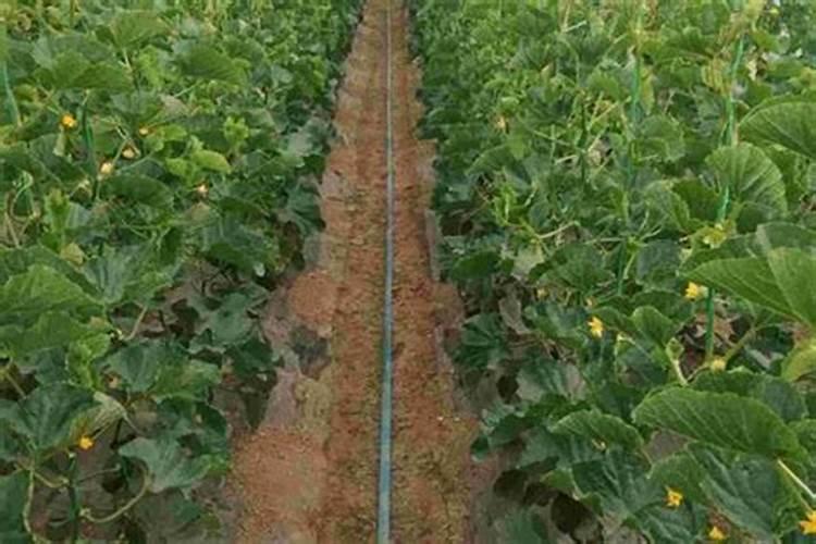 甜瓜九片叶子可以喷硼肥吗？