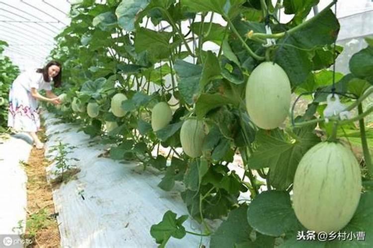 如何防止甜瓜裂瓜