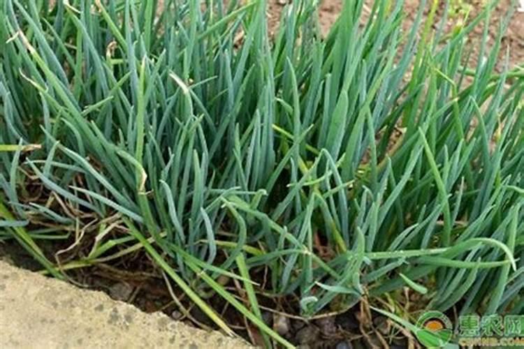 葱要施什么肥料才长得好