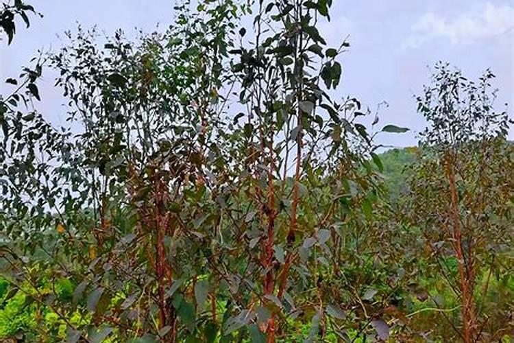 桉树种植施肥要注意什么不能和农药一起用吗