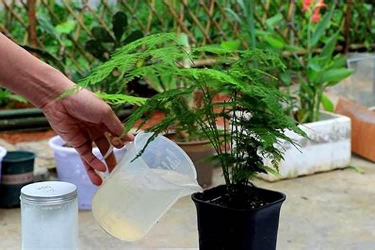 文竹怎么施硫酸亚铁钙肥效果好？