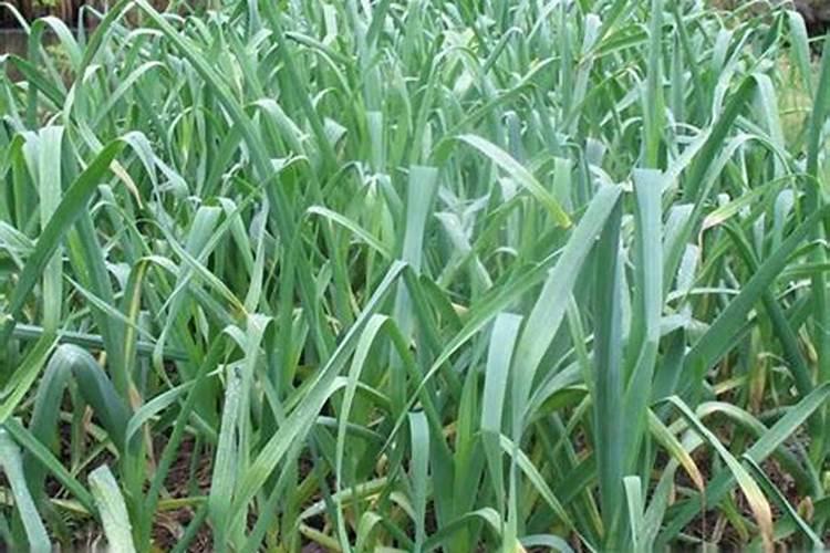 大蒜最忌啥肥料种植