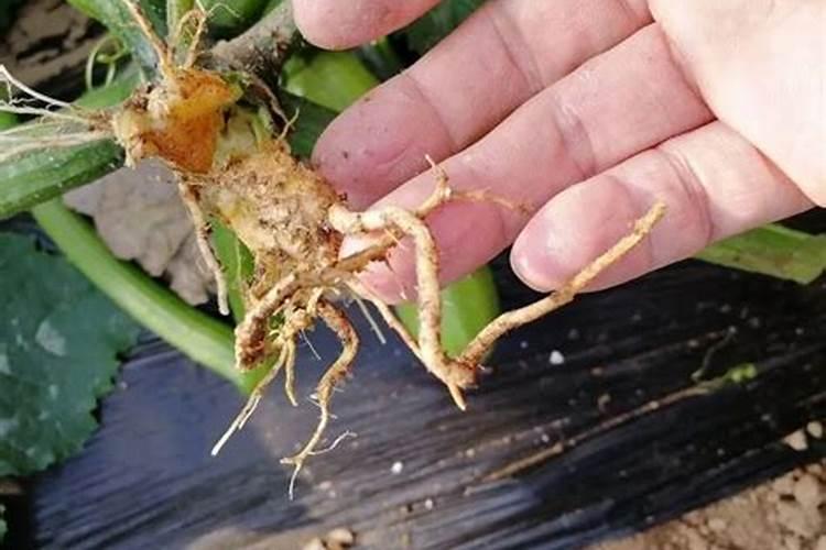 西葫芦死棵咋怎么回事 如何防治