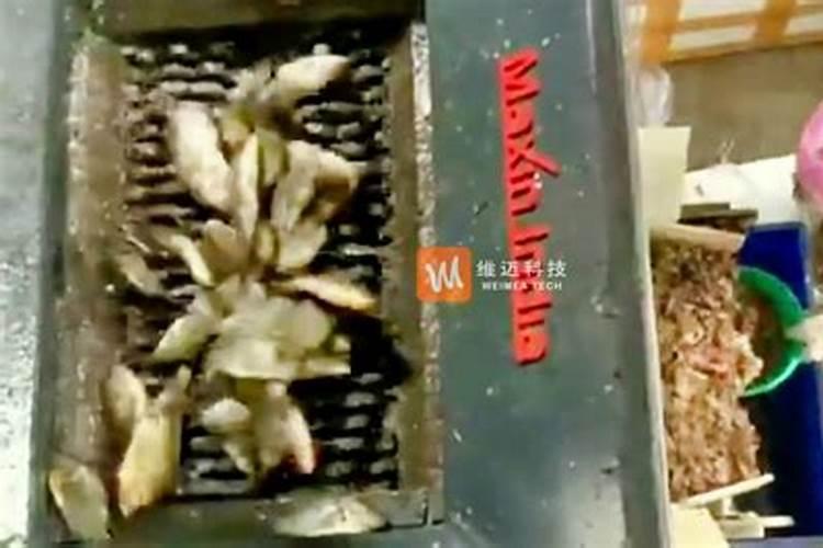 鱼蛋白肥制作方法