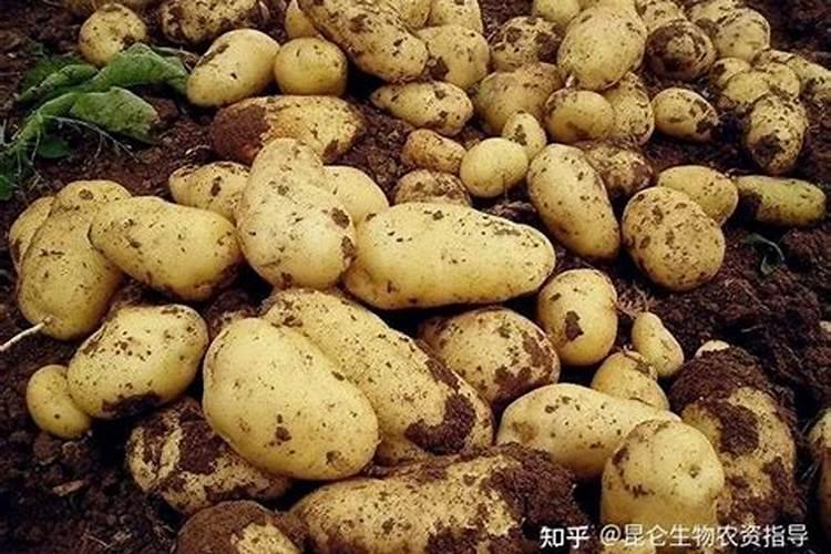马铃薯马铃薯用什么什么叶面肥最好