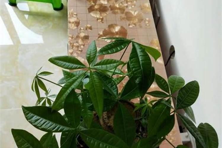 红钾肥可以浇发财树吗？