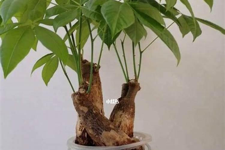 发财树浇什么水最好