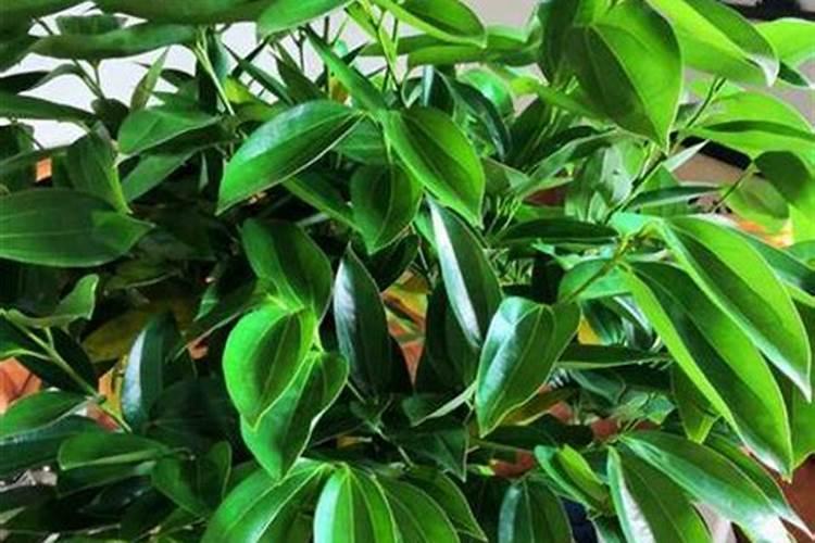 发财树浇什么肥料可枝叶旺盛