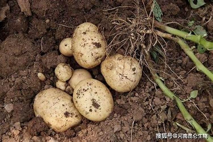 土豆烂根病有什么防治方法？土豆叶枯叶霉病用什么肥？土豆冲施根小子防...