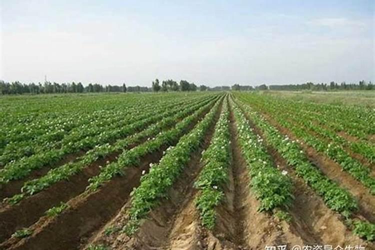 土豆的田间管理和施肥要点及土豆烂根病害的防治
