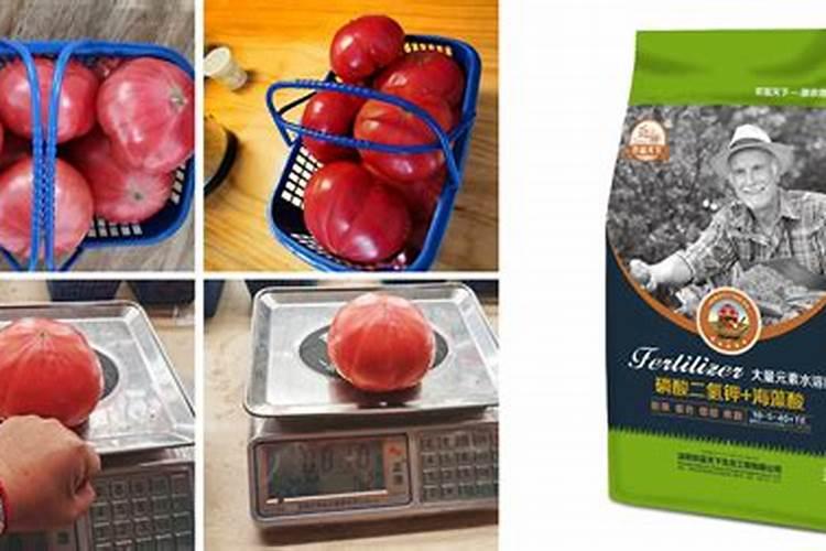 西红柿膨果转色阶段冲什么水溶肥好