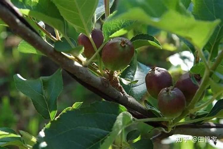 果树花期补硼、花后补钙,很多人补不对,还怒怼果子长得孬!