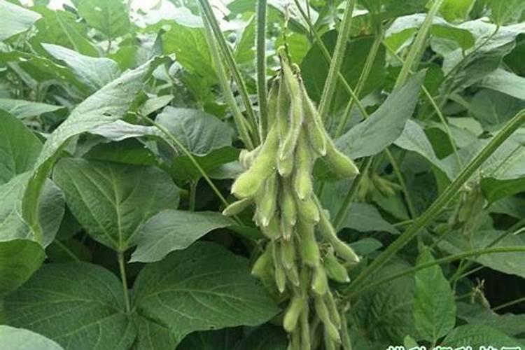 大豆植株生长期间不需要施什么肥？