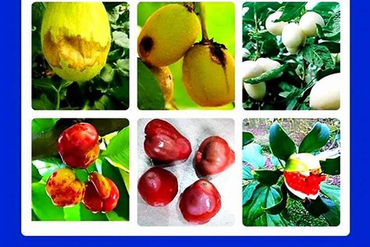 三十烷醇、芸苔素、复硝酚钠、胺鲜酯膨果增产到底有啥异同？