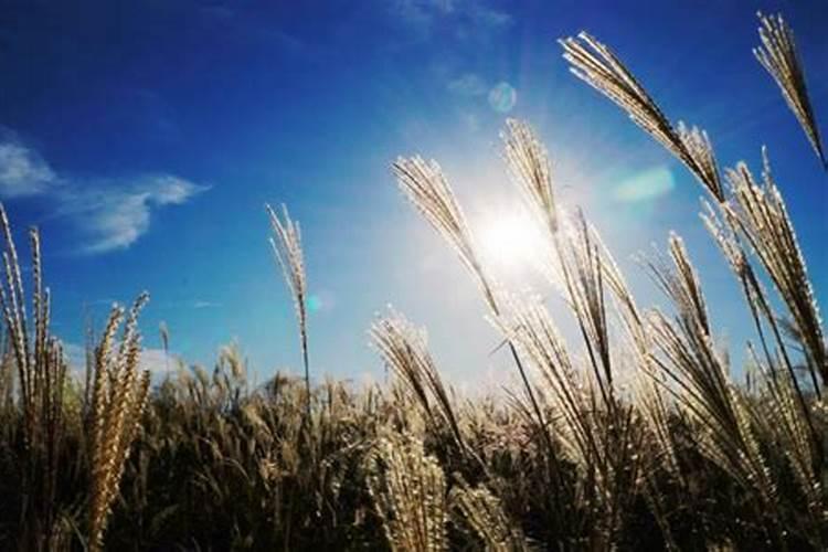 三十烷醇、芸苔素内酯、复硝酚钠、胺鲜酯膨果增产如何选？