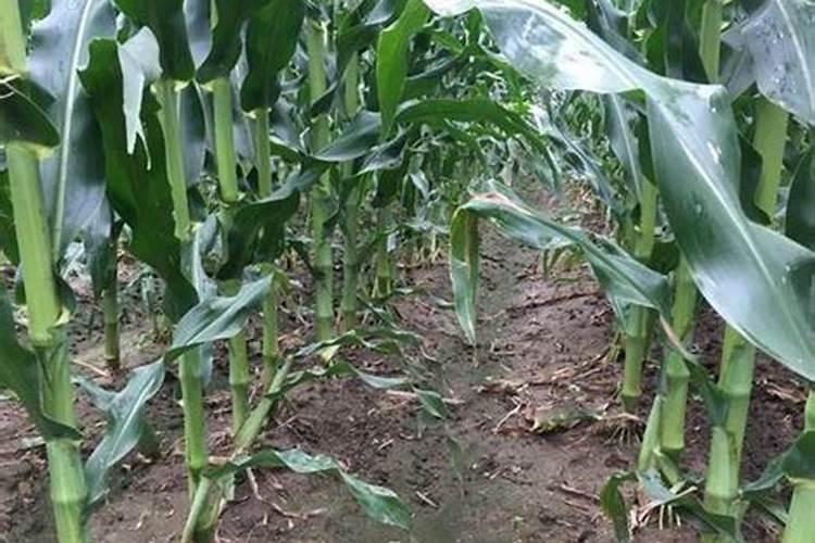 肥料当中什么成分能使作物茎杆粗壮