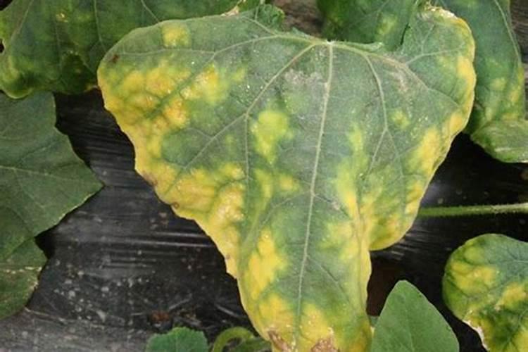 冬瓜药害,叶片变成老化,有什么办法使其迅速变绿