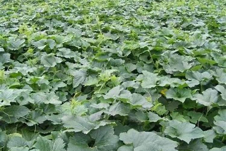 请问冬瓜使用什么药肥能使瓜叶一直保持鲜绿到采摘。