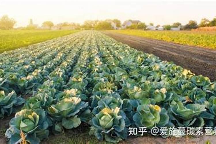 是不是水溶肥用得越多,作物长势就越好呢？为什么？