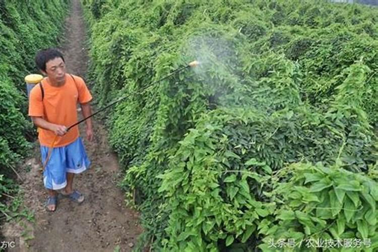 麻山药67月多久施肥一次