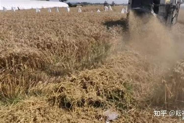 了不起的中国农业——2023农大腐植酸小麦实打实收看中国 有劲不倒伏小...