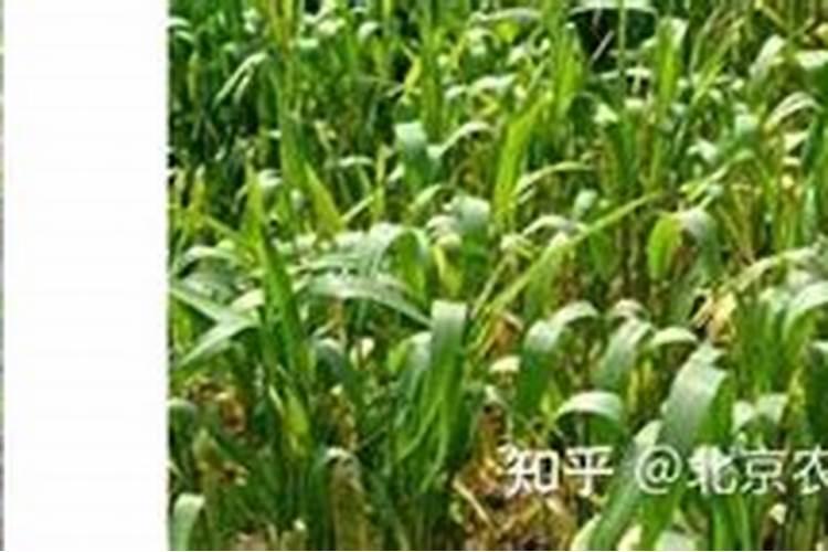 来自“生命禁区”的罗布泊硫酸钾