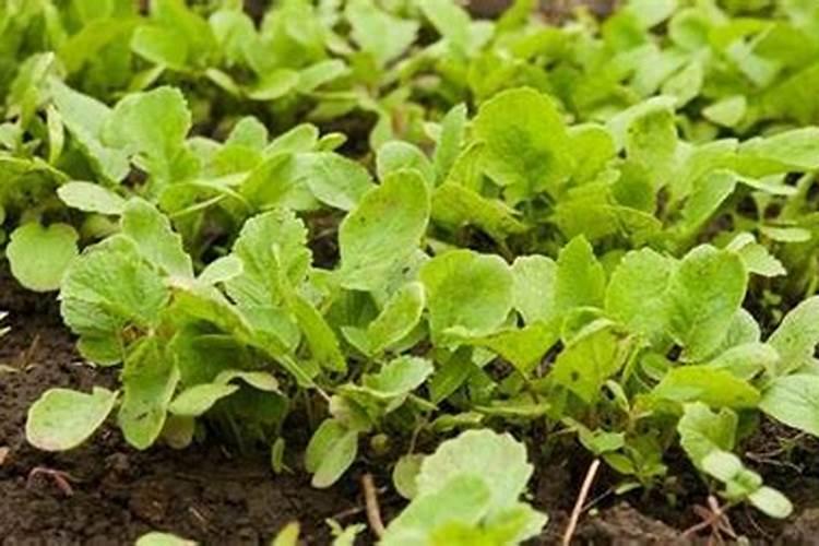 白萝卜出苗多久可施尿素水