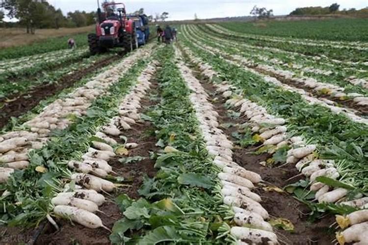 红萝卜第一次追什么肥 怎么施肥效果好