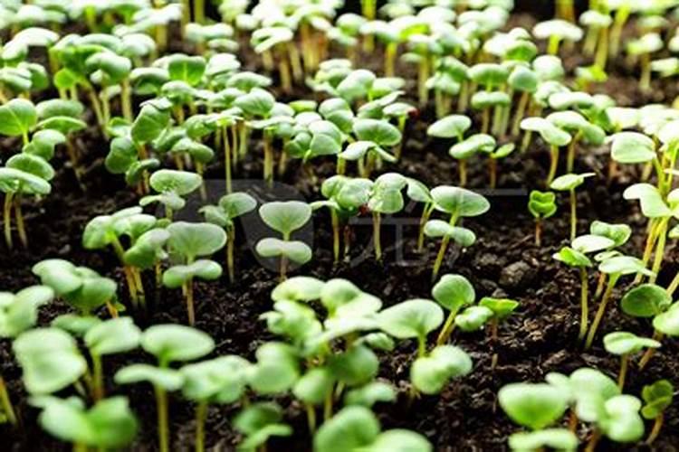 萝卜幼苗期追什么肥