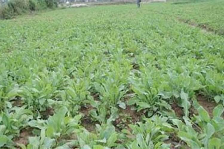 板蓝根青菜的种植时间和方法