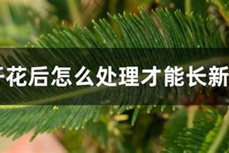 铁树长新叶的征兆