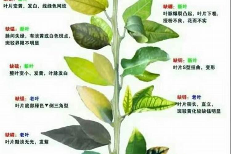 果树常见的11种营养元素失调症,如何辨别？如何防治？