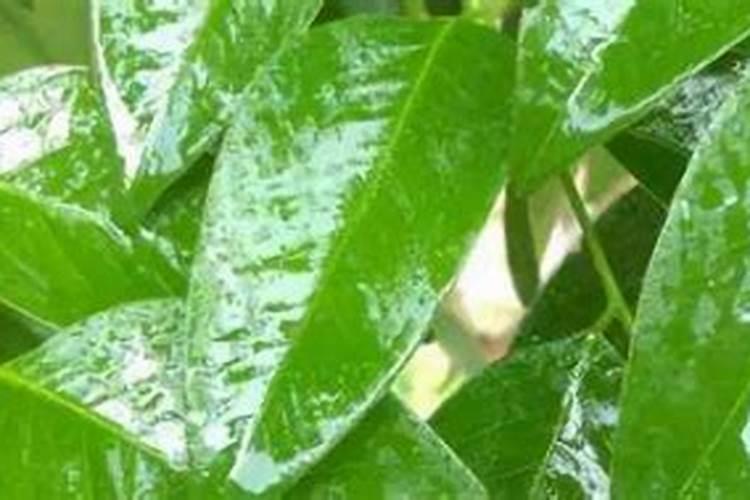 叶面肥打多久不怕下雨