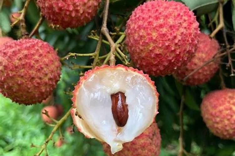 种荔枝用哪种钾肥最好用呢？