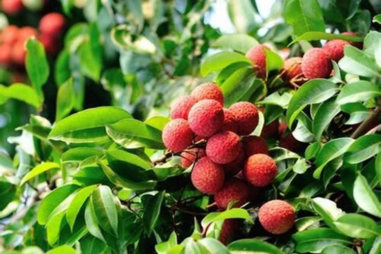 荔枝施什么肥料最好